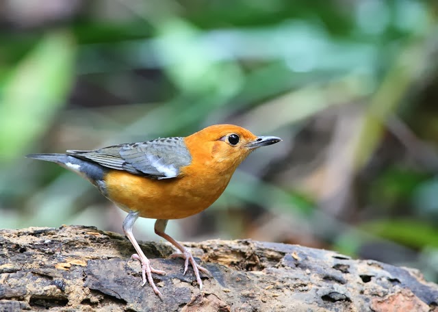  BURUNG  ANIS ANEKA JENIS GAMBAR BURUNG  ANIS