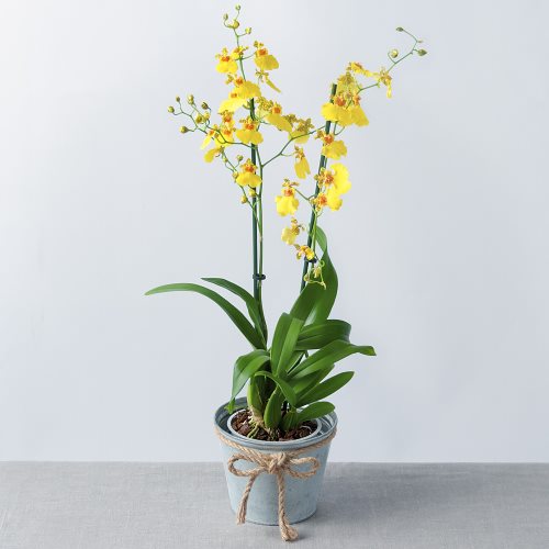 Oncidium orkidesi