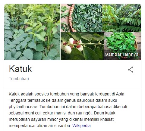  Fakta Menarik Tentang Daun Katuk Yang Harus Kamu Ketahui Untuk Menambah Wawasan 19 Fakta Menarik Tentang Daun Katuk Yang Harus Kamu Ketahui Untuk Menambah Wawasan