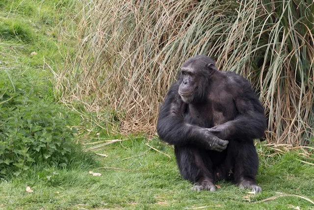 A chimpanzee chilling out on grass at whipsnade zoo