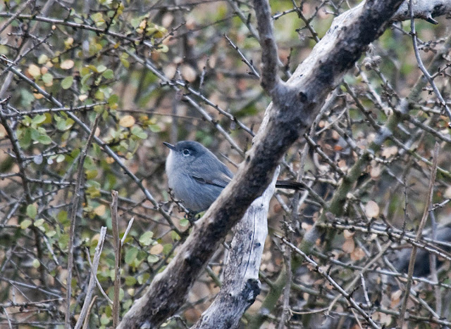 California Gnatcatcher