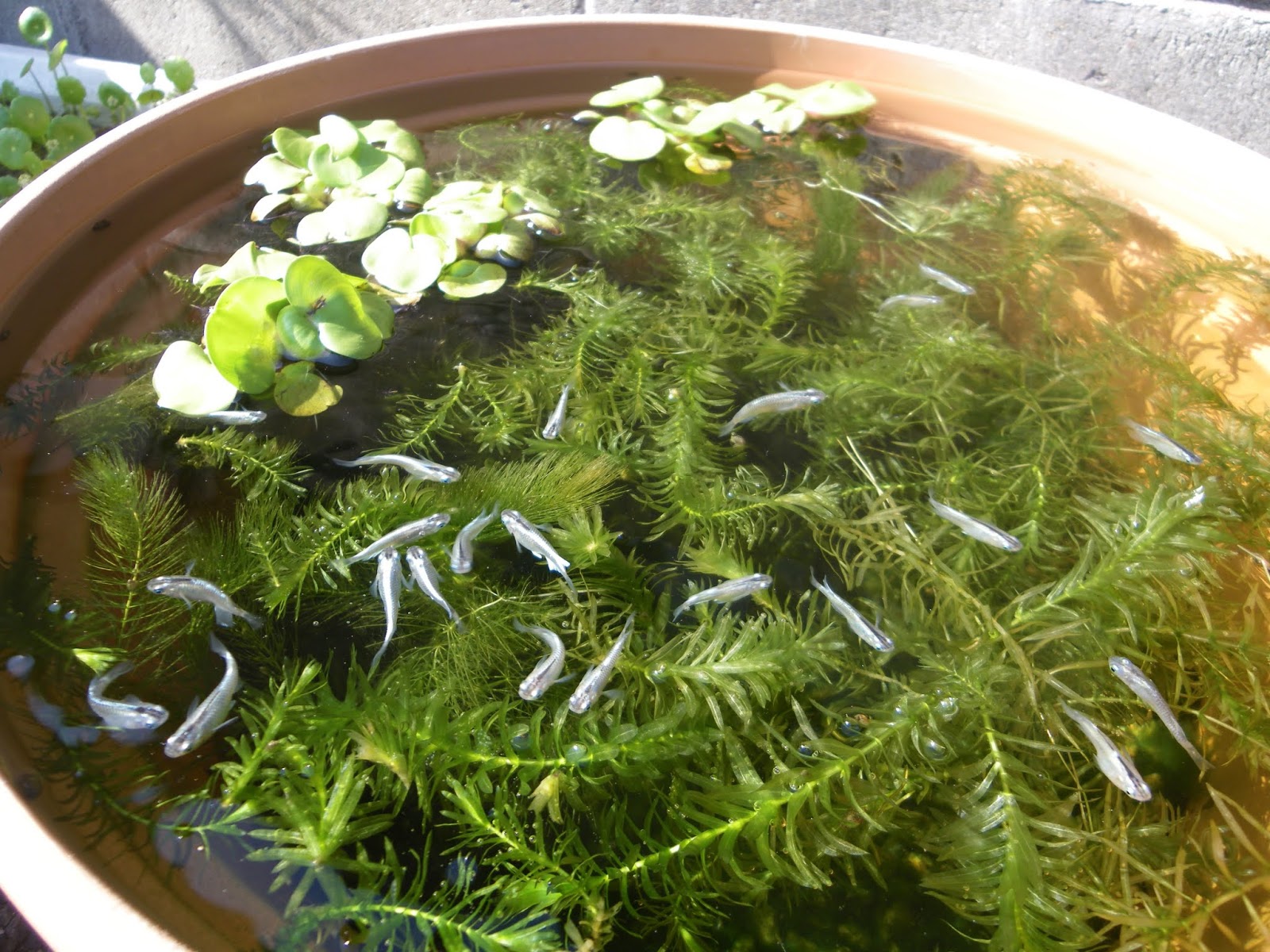 メダカは日光浴で成長がよくなり 丈夫で健康に育ちます メダカの大工
