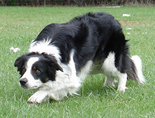 Border Collie, dog, smart animal