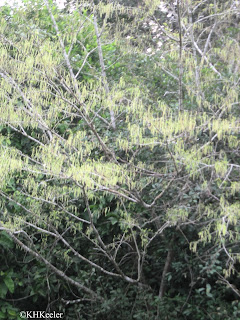 Maclura tinctoria in flower