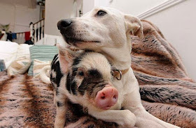 Funny animals of the week - 5 April 2014 (40 pics), interspecies friend pig and dog