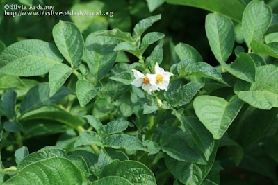 http://www.biodiversidadvirtual.org/herbarium/Solanum-tuberosum-L.-img168804.html