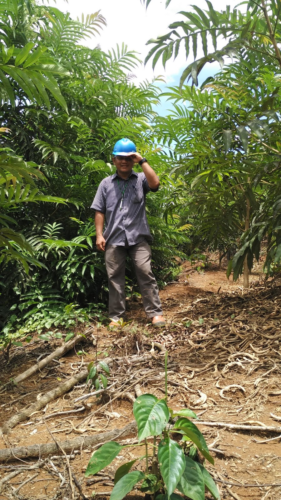 Peronema canescens Jackung Kayu  Sungkai