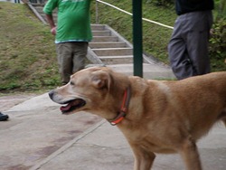Patas 22 (125)