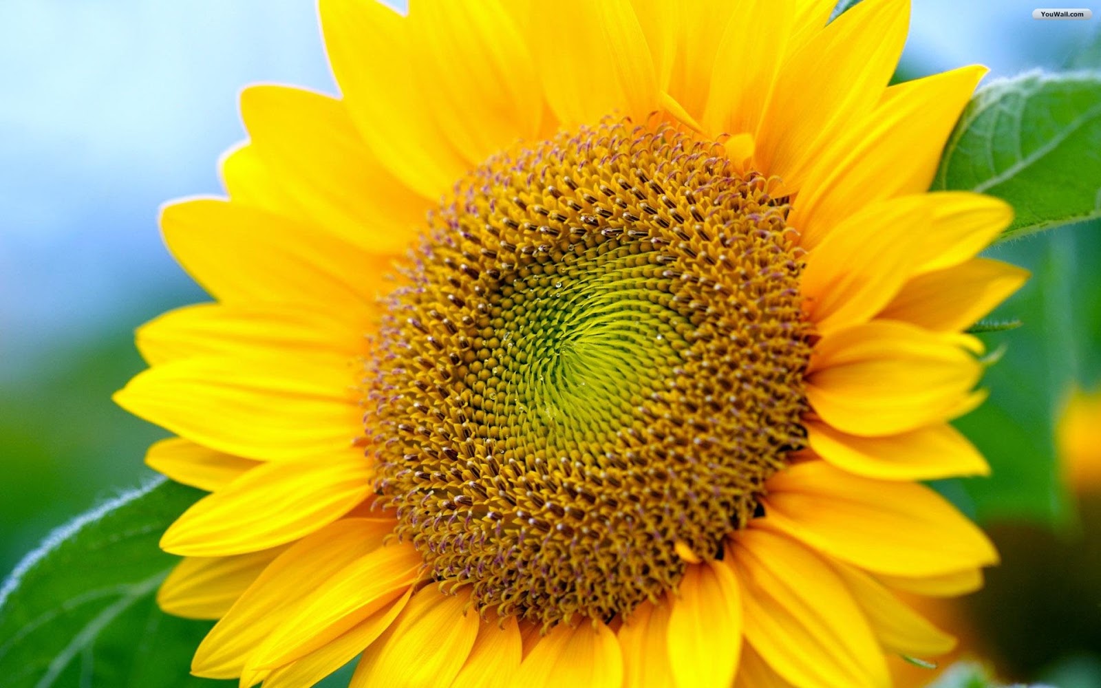 Koleksi Gambar Bunga Matahari Tercantik