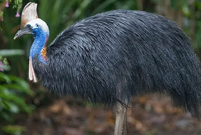 10 Burung Endemik Khas Pulau Papua yang Unik dan Eksotis