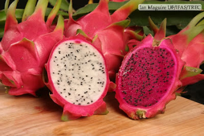 RED Dragon fruit WHITE