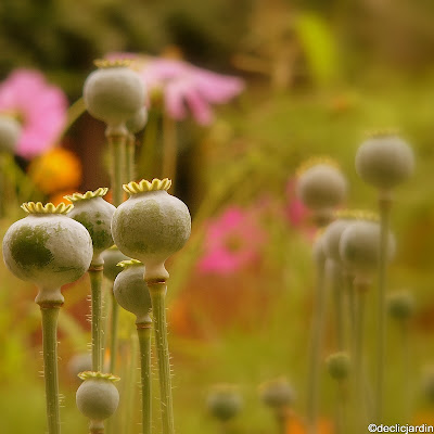 how to photograph flowers