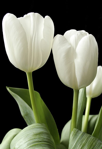 White Tulip | FLOWERS,ROSE,Bridal Bouquet,Iris Flower Bouquet