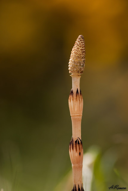 Esporofito de Equisetum arvense, un equiseto que crece en márgenes de ríos y masas de agua. Sus hojas vestigiales han quedado reducidas a pequeños verticilos de color negro y sin capacidad fotosintética alrededor del tallo. Estuario del río Bann, Portstewart (Irlanda del Norte)