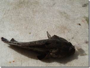 Species 12