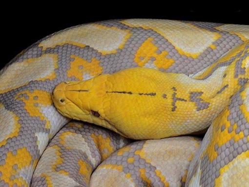 Top 10 List of Exotic Pets_www.wonders-world.com_07