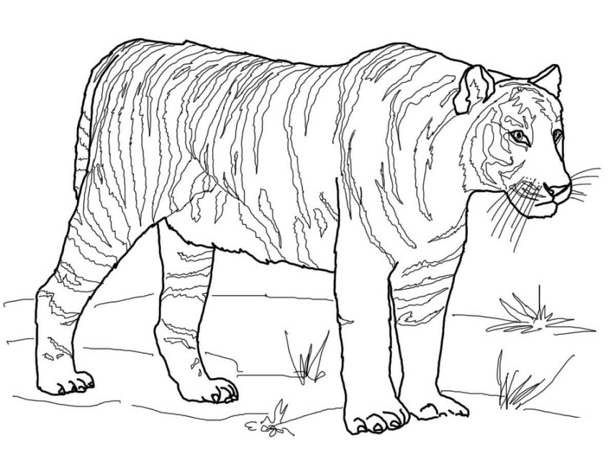 Gambar Mewarnai Harimau