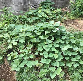 男料理を食べよう 栽培しよう サツマイモの葉っぱを食べてみました