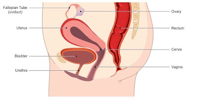 Female reproductive organ diagram | Images of female reproductive system | Diagram of female reproductive organ