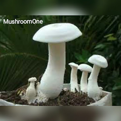 Mushroom Cultivation & Technology ... Spawn & Spawning: Facilities required for spawn preparation, Preparation of spawn substrate, MushroomOne, Vikram Beer Singh