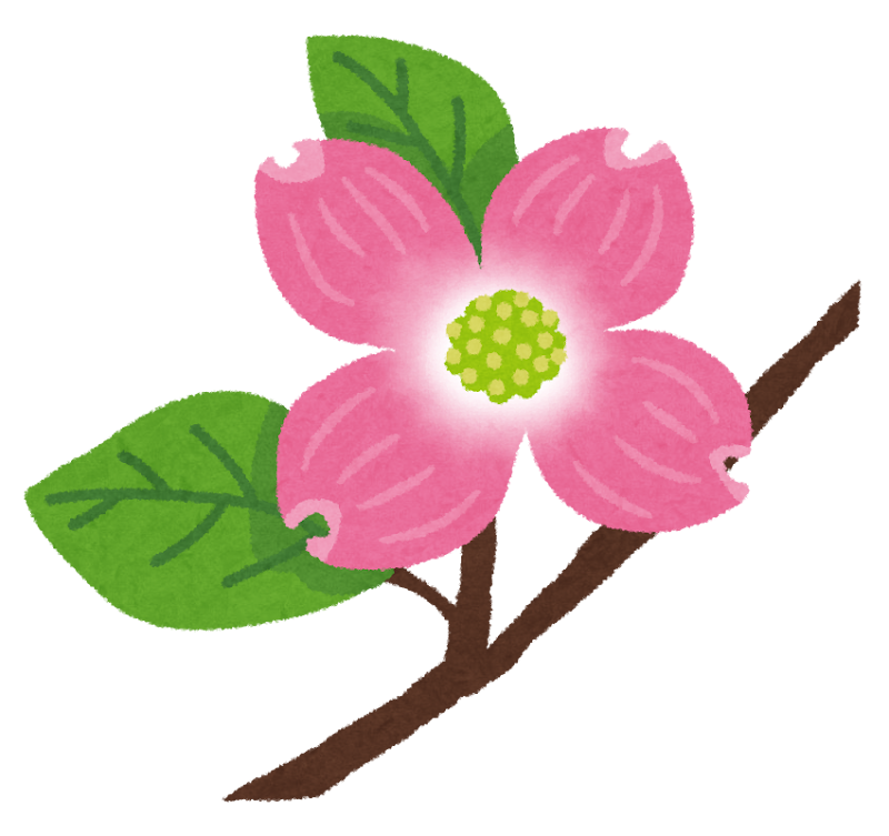 無料イラスト かわいいフリー素材集 ハナミズキのイラスト 花