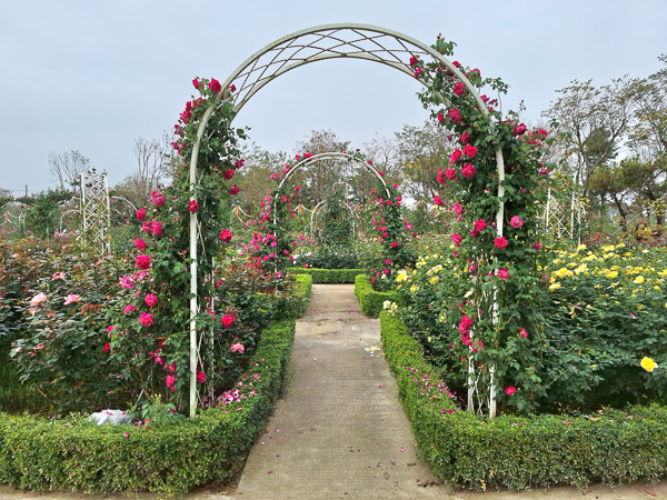 台南後壁雅聞湖濱療癒森林15000坪玫瑰花園、熱帶雨林免費參觀