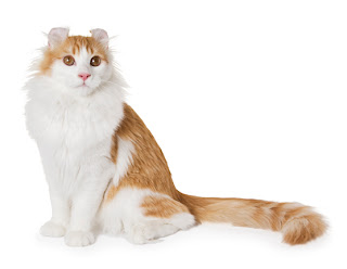 american curl cat pets kitten animal domestic