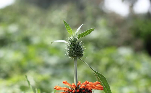 Lions Ear Flowers Pictures