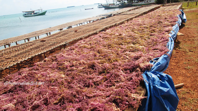 Rumput Laut juga dijemur di tepian jalan