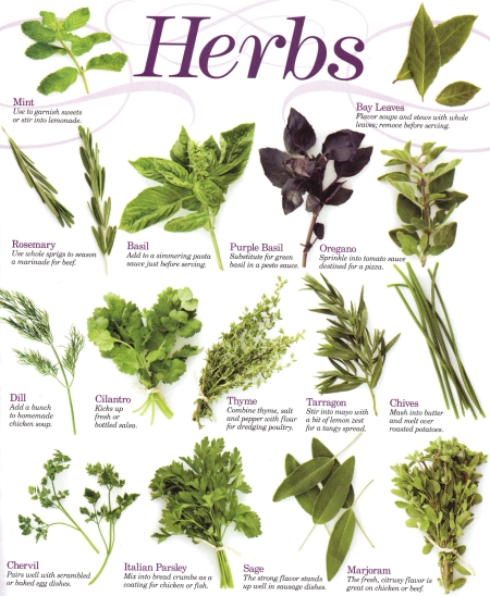 Growing Herbs With Cathy Slaughter This Saturday