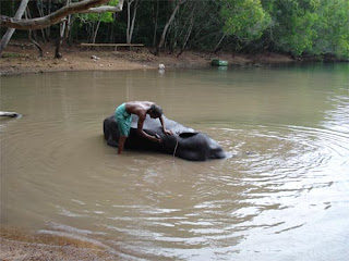 elephant bathing with his mahout (elephant keeper)