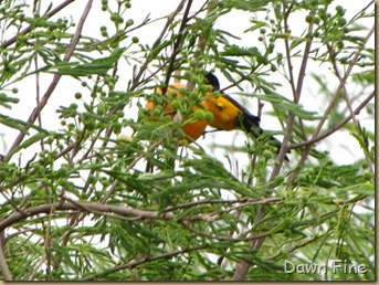 fallout birds padre island_075