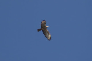 Adult female Honey Buzzard