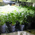 A Detailed Guide on Growing Weed Indoors