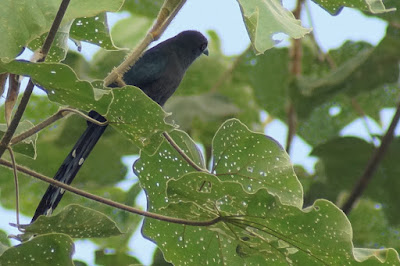 black-bellied malkoha, cuckoo