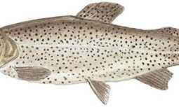 Apache Trout (Oncorhynchus apache)