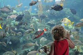 We are to view the Lord and His Word with the fascination of a child seeing an aquarium for the first time...