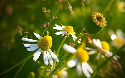 White Flowers Widescreen Wallpaper