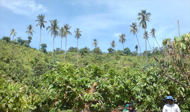 Pohon Penaung Tanaman Kakao