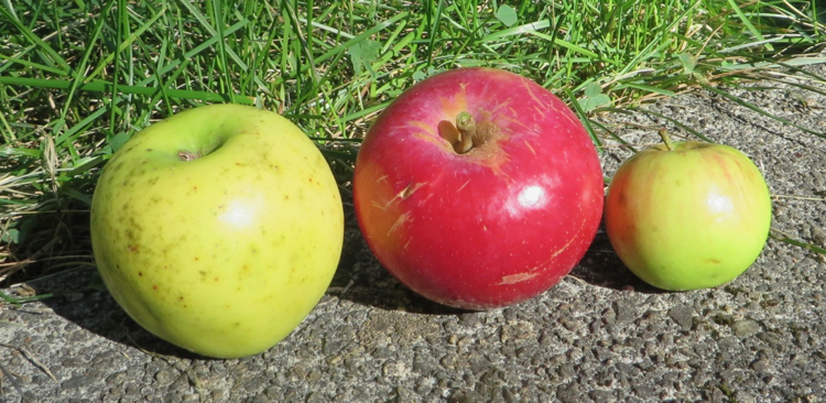 Three apples of varying sizes and colors