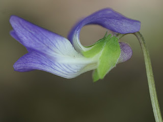 Violettes du Québec - Violette bicolore 