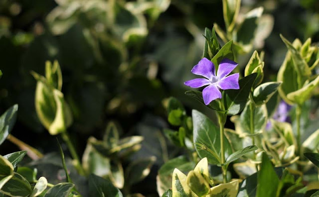 Vinca Major Variegata