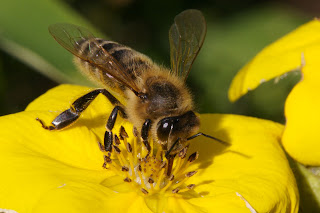 queen, honeybees, dead bee