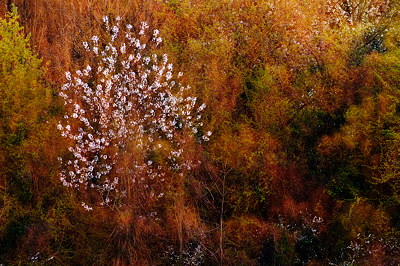 Springtime blossoms in warm sunset light