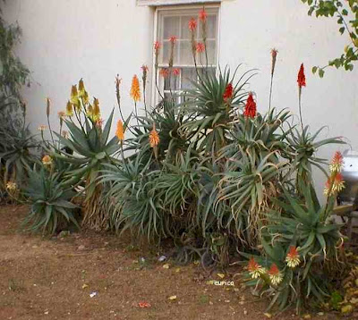 Candelabra Aloe