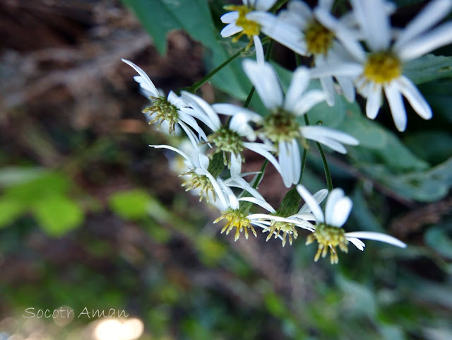 Aster scaber