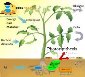 Image result for gambar fotosintesis asimilasi karbon
