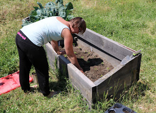 A planting out the pepper seedlings