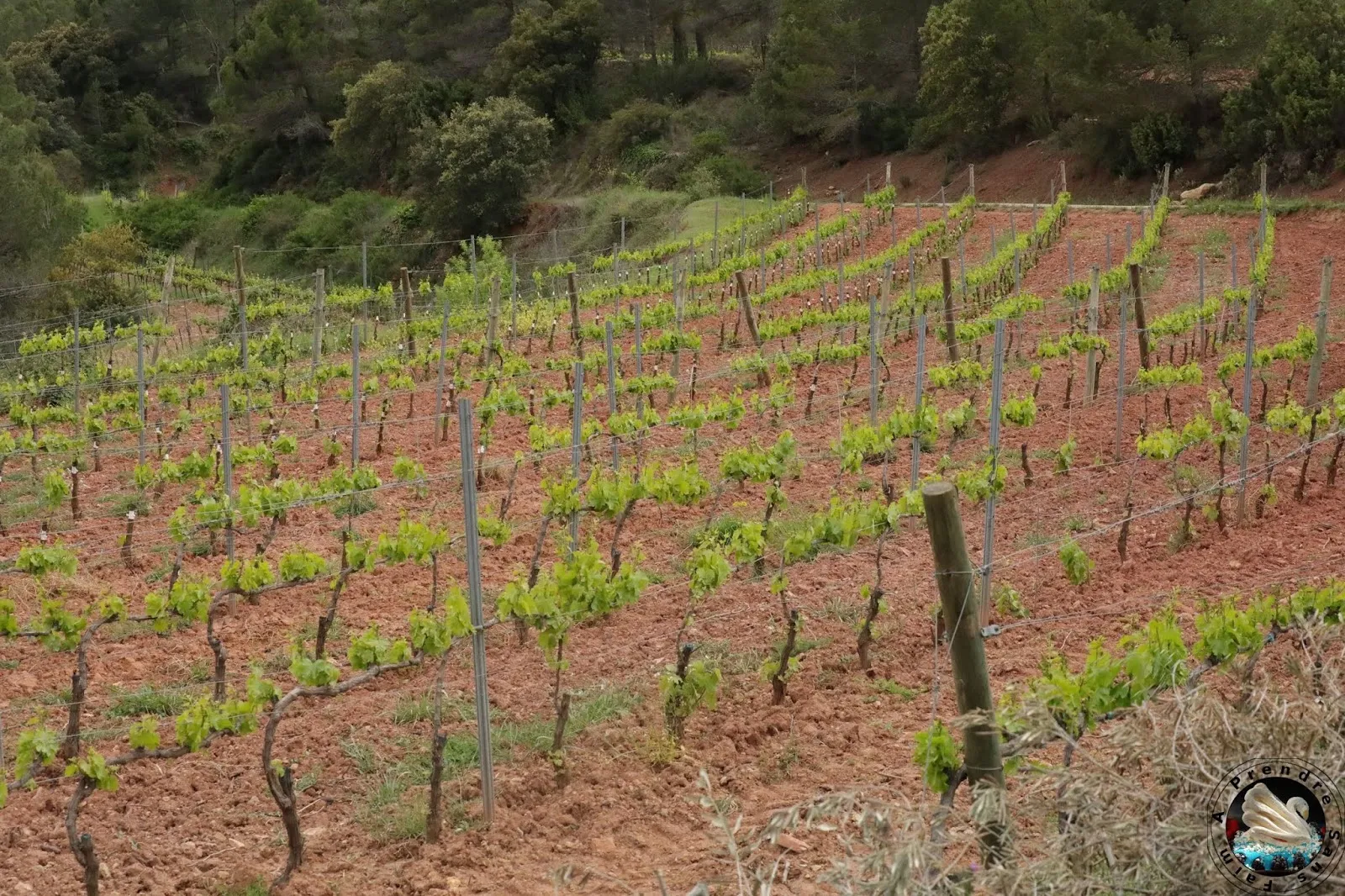 Visite et dégustation de vins à Vinyes Domènech - Capçanes