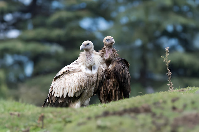 Free Download Vultures hd Wallpapers